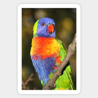 Rainbow Lorikeet #1 Sticker